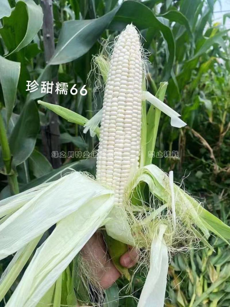 珍甜糯66玉米种子黏甜鲜香绿皮大棒白甜糯玉米种子国审品种