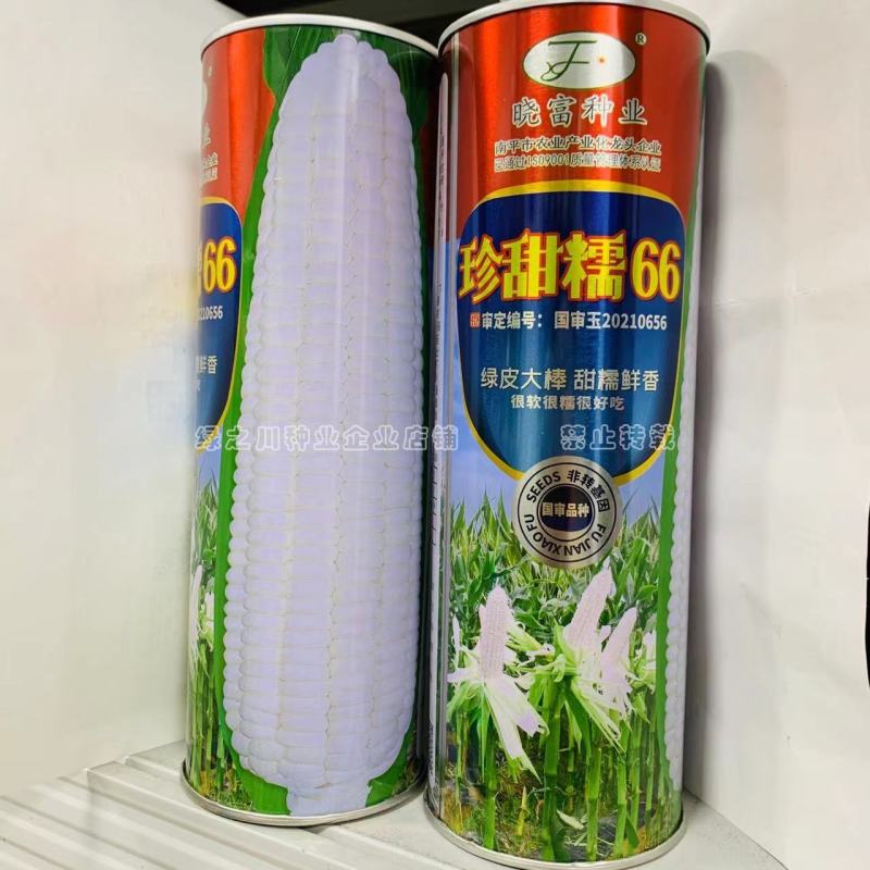 珍甜糯66玉米种子黏甜鲜香绿皮大棒白甜糯玉米种子国审品种