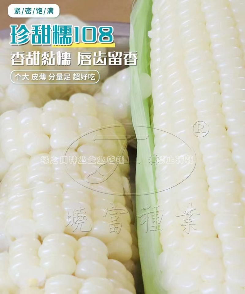 珍甜糯108白甜糯玉米种子大棒绿皮香粘糯鲜玉米种子特大穗