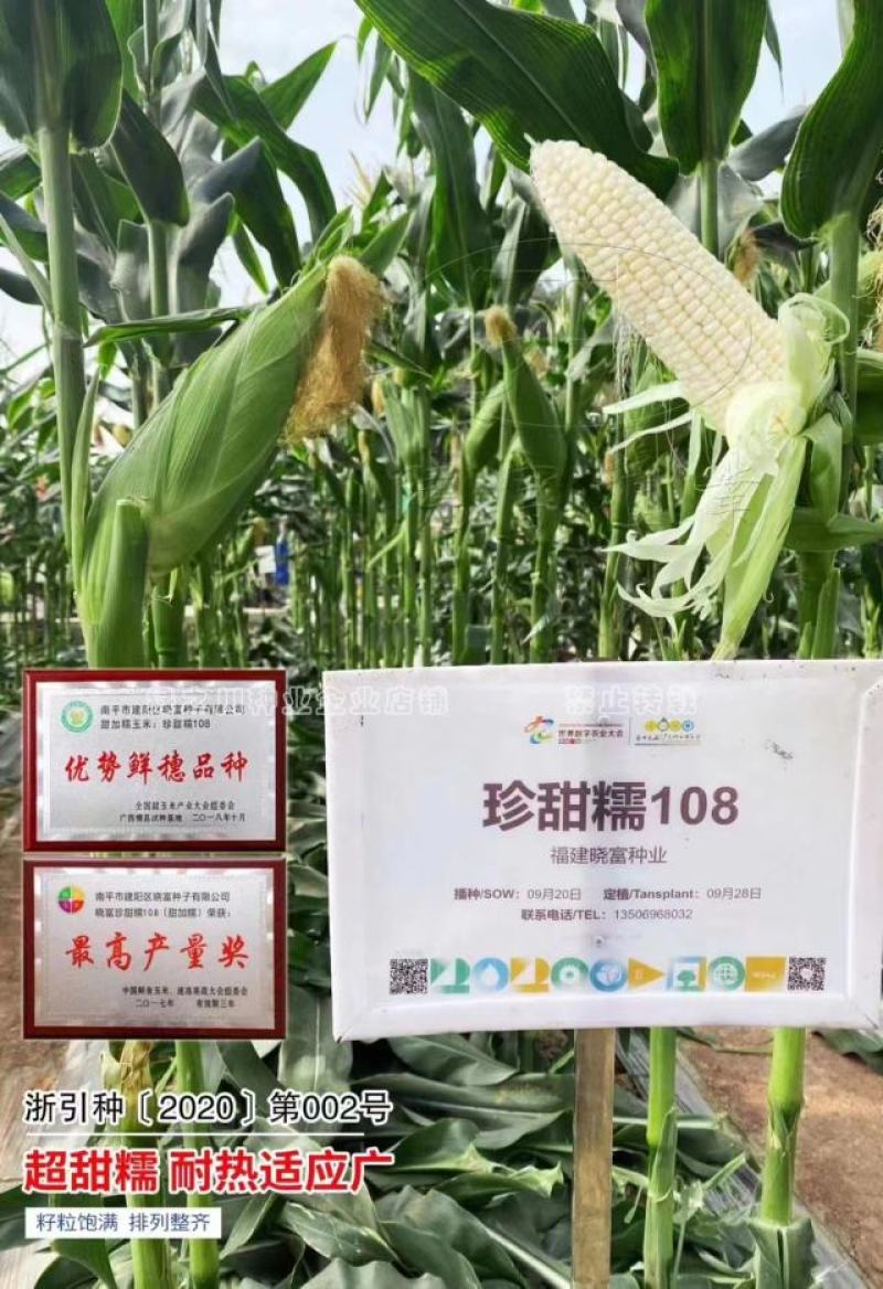 珍甜糯108白甜糯玉米种子大棒绿皮香粘糯鲜玉米种子特大穗