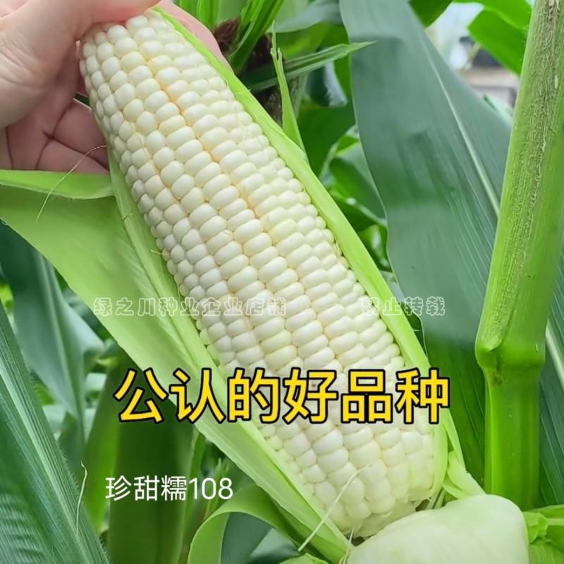 珍甜糯108白甜糯玉米种子大棒绿皮香粘糯鲜玉米种子特大穗