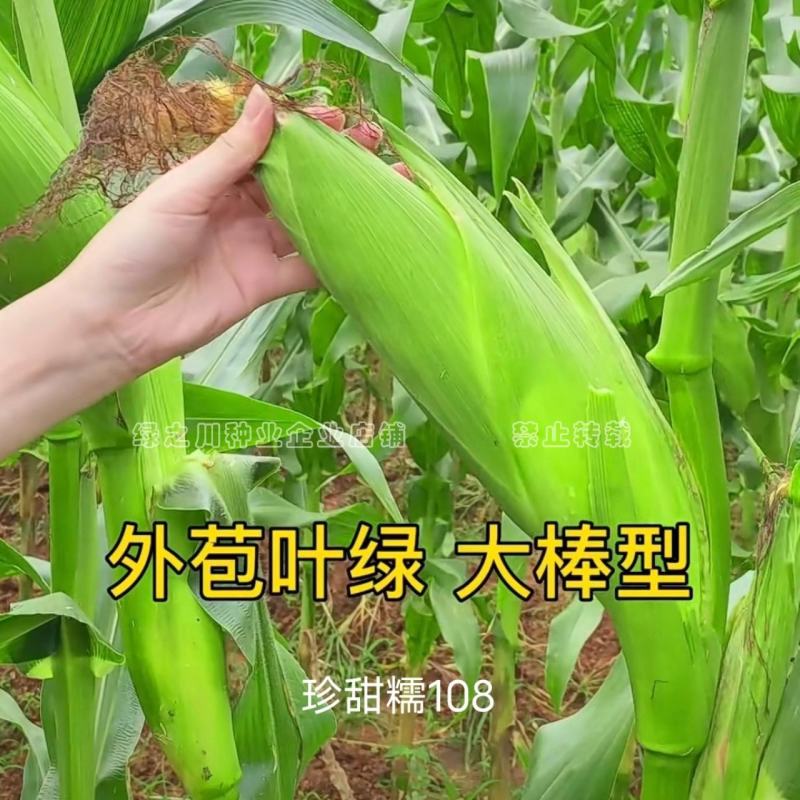 珍甜糯108白甜糯玉米种子大棒绿皮香粘糯鲜玉米种子特大穗