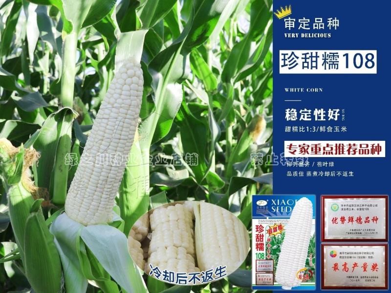 珍甜糯108白甜糯玉米种子大棒绿皮香粘糯鲜玉米种子特大穗