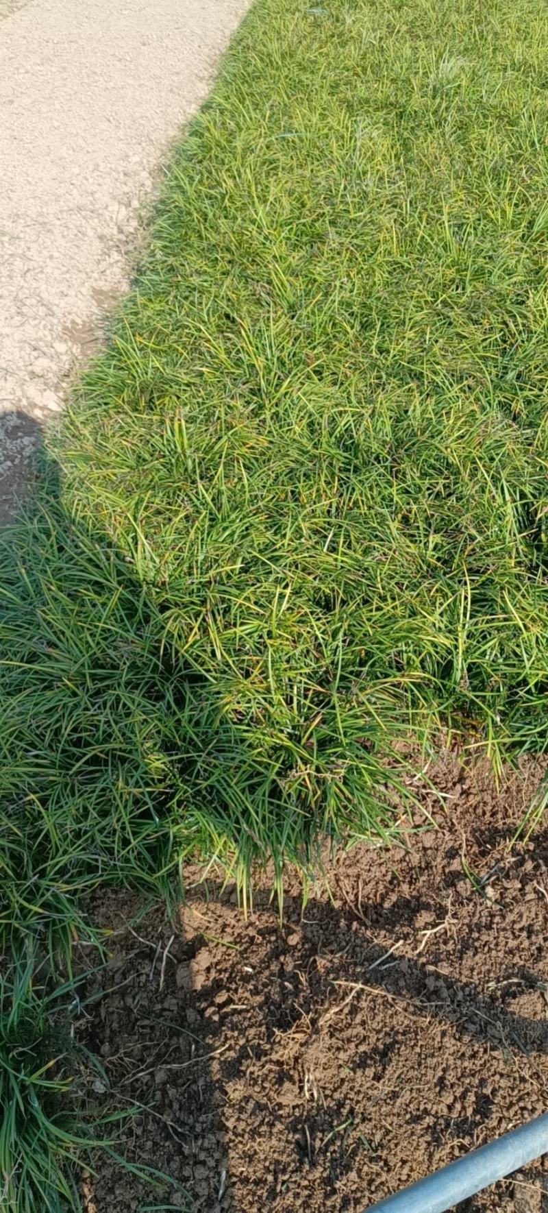 麦冬草