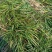 麦冬草
