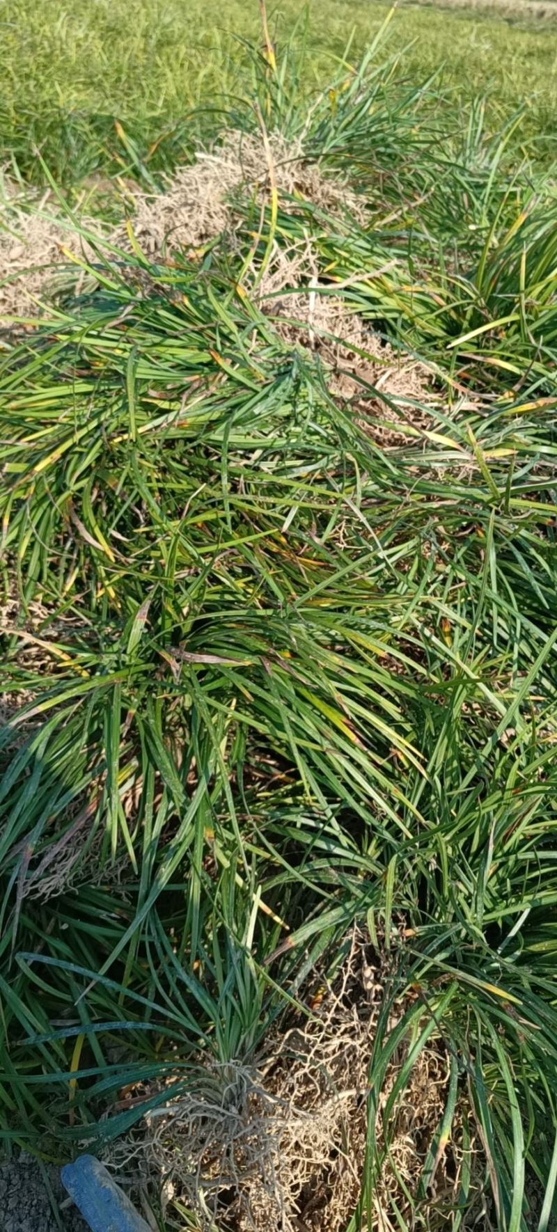 麦冬草