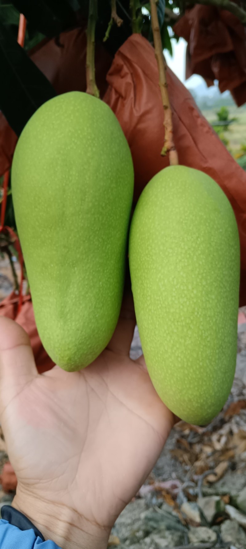 皮毛干争漂亮的金皇芒