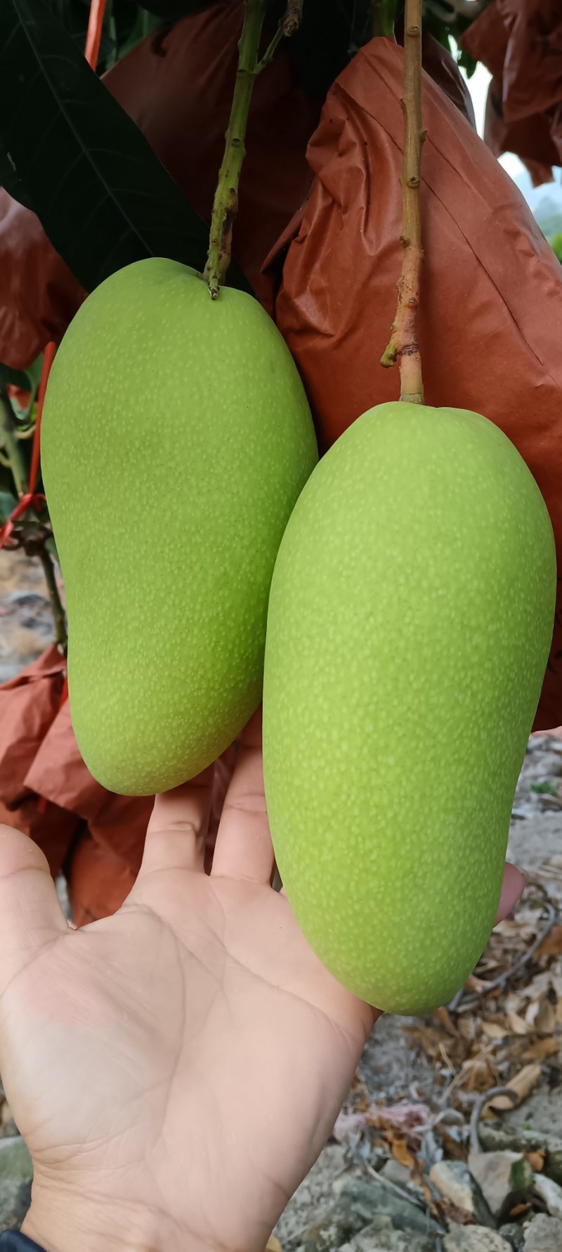 皮毛干争漂亮的金皇芒