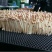 水培花生芽定植穴盘专用水箱用水培盘658孔穴盘接种植育苗