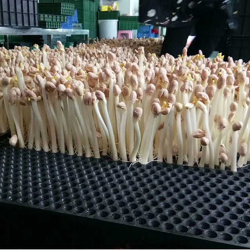 水培花生芽定植穴盘专用水箱用水培盘658孔穴盘接种植育苗
