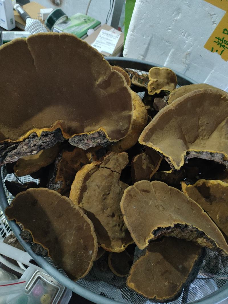 野生灵芝\秦岭山野灵芝