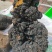 野生灵芝\秦岭山野灵芝