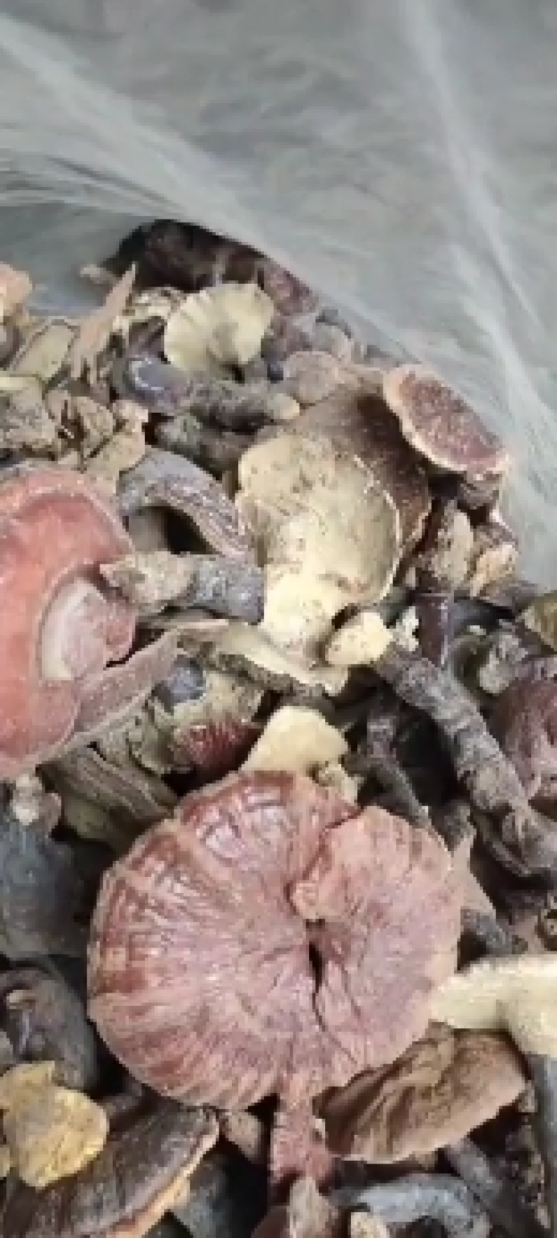 野生灵芝\秦岭山野灵芝