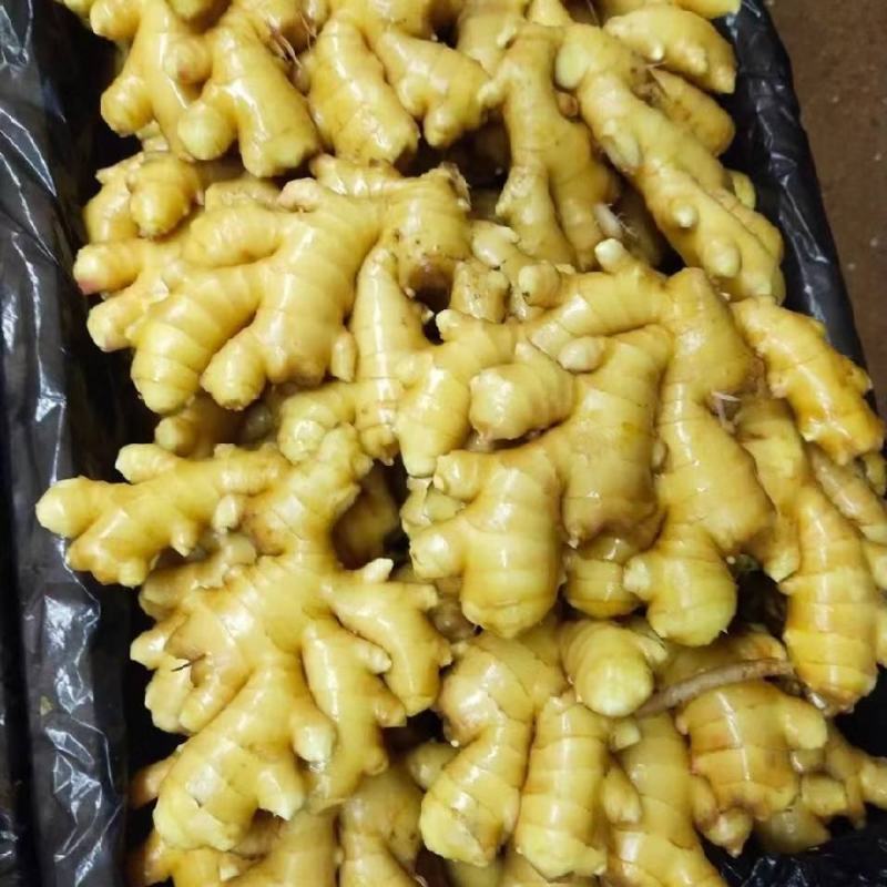【大黄姜】山东生姜块头很大辣味十足色泽鲜艳质量佳