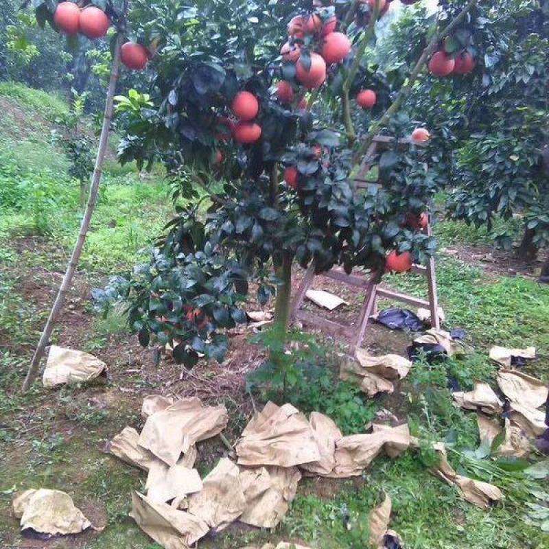 新品种台湾红心红肉葡萄柚纯甜葡萄暹罗红柚树苗批发现挖