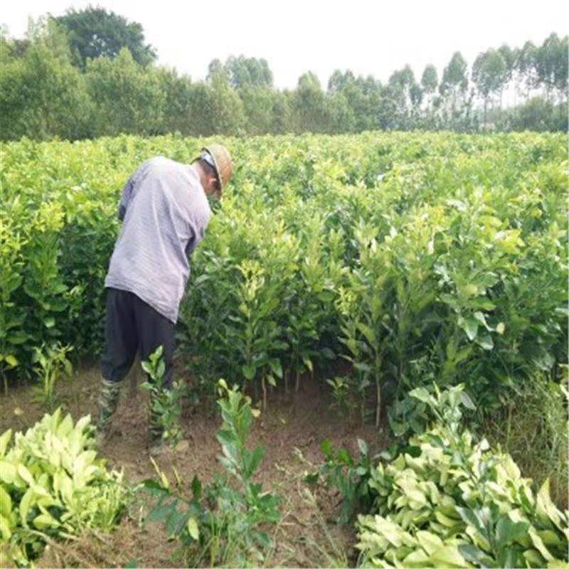 新品种台湾红心红肉葡萄柚纯甜葡萄暹罗红柚树苗批发现挖