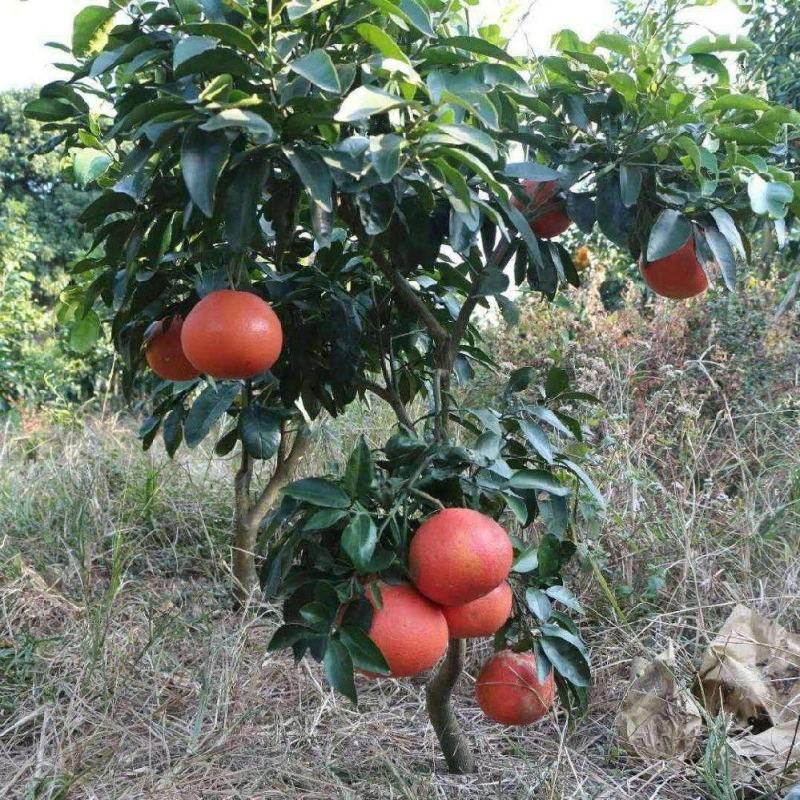 新品种台湾红心红肉葡萄柚纯甜葡萄暹罗红柚树苗批发现挖