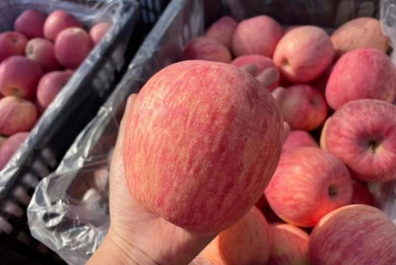 山东红富士苹果大量供应，口感脆甜一手货源