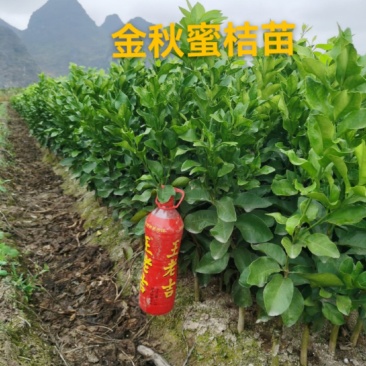 金秋砂糖蜜桔苗(质量优质有，量大价优可开正式发票)