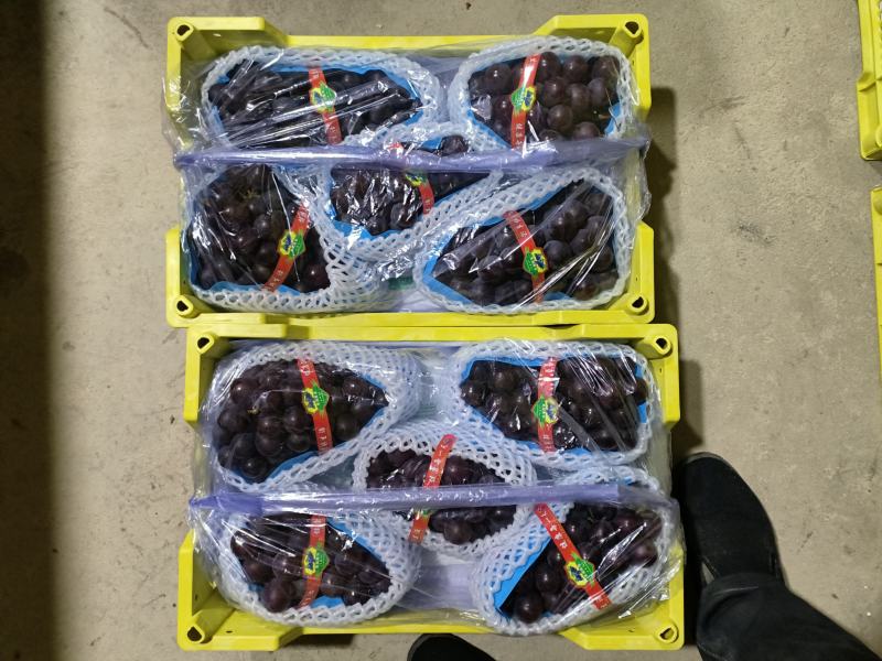 5斤白框精品软根巨峰葡萄