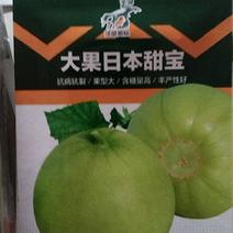 大果日本甜宝甜瓜种子，保真高出苗率，厂家发货