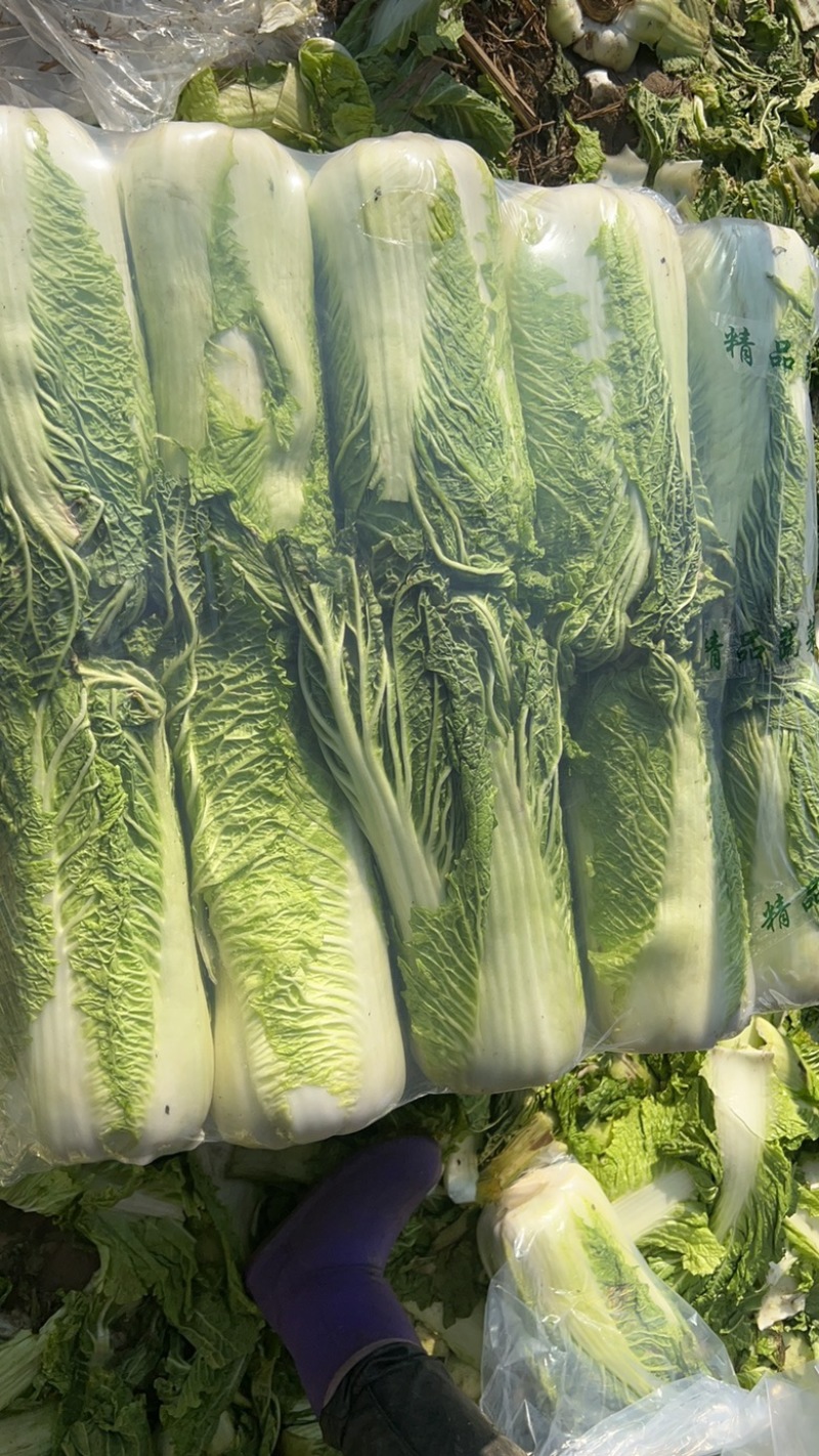 本地大白菜大量上市，有北京三号，有需要的来