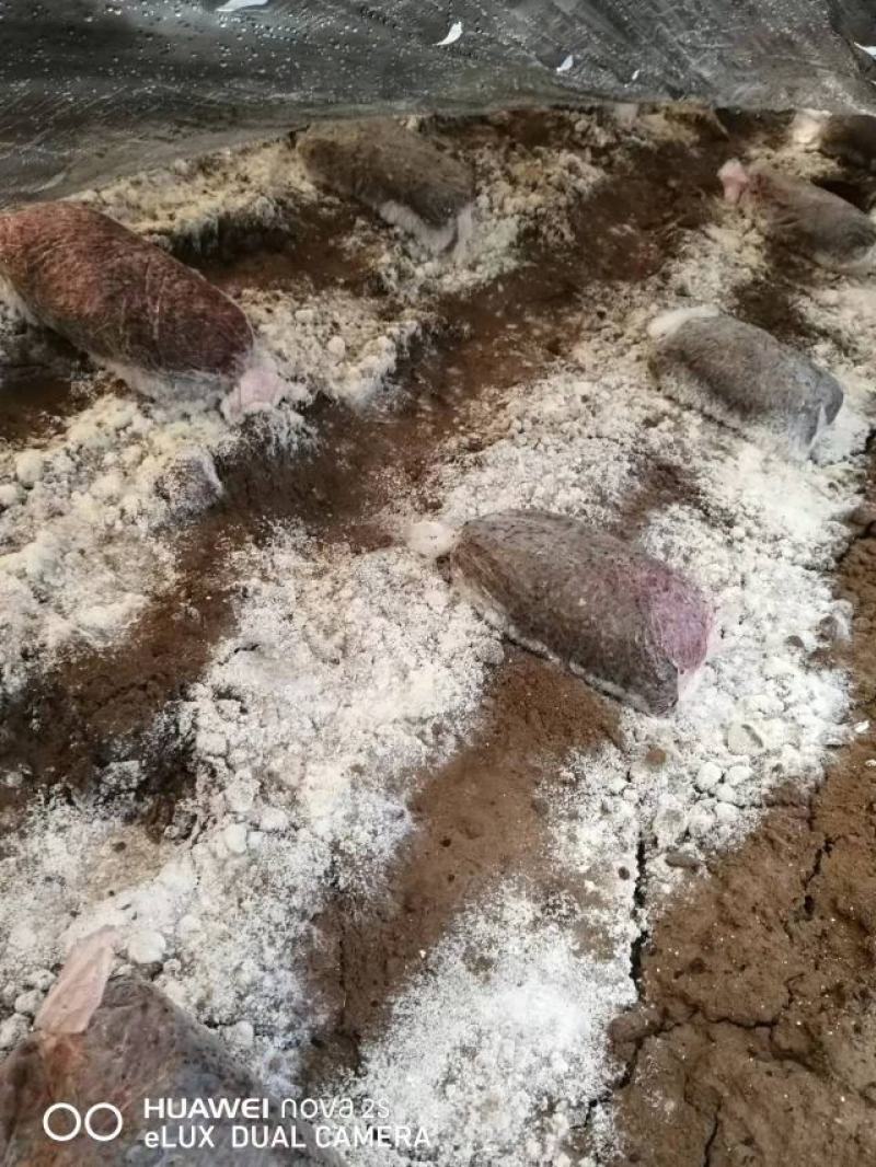 羊肚菌