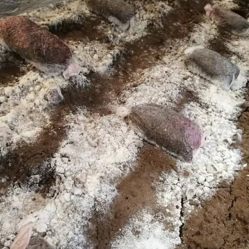 羊肚菌