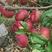 天池花果园盛产的“天池奇果(不同熟期的油蟠桃