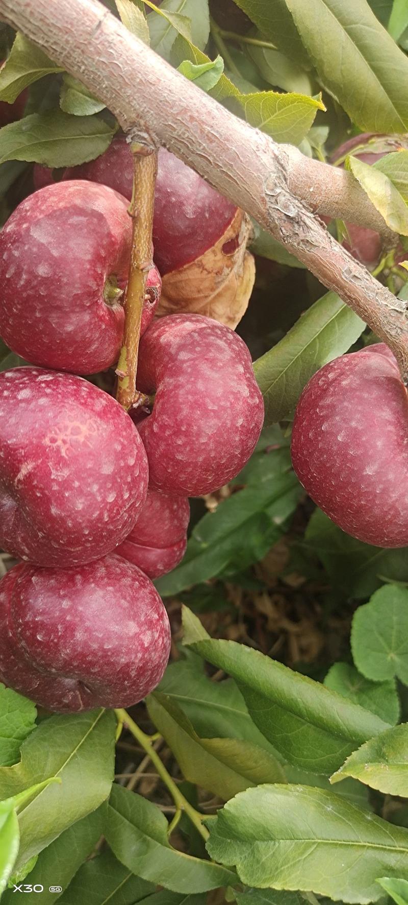 天池花果园盛产的“天池奇果(不同熟期的油蟠桃