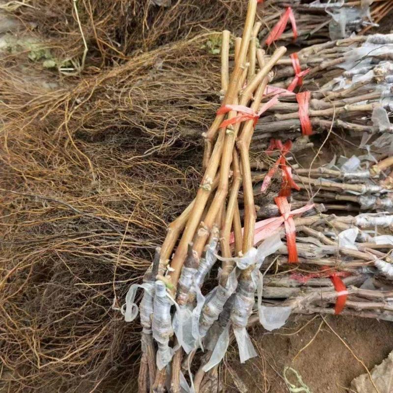 阳光玫瑰葡萄苗，嫁接苗品种纯正带合同发货提供技术指导