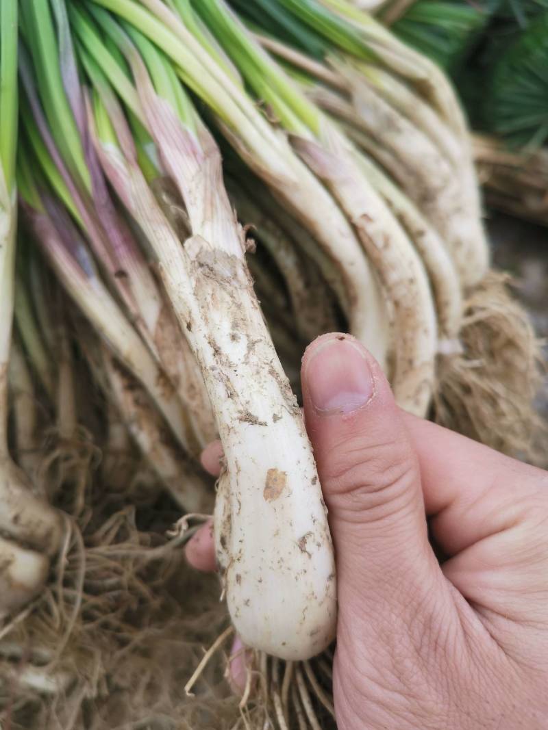 精品牛腿藠基地直供货源充足