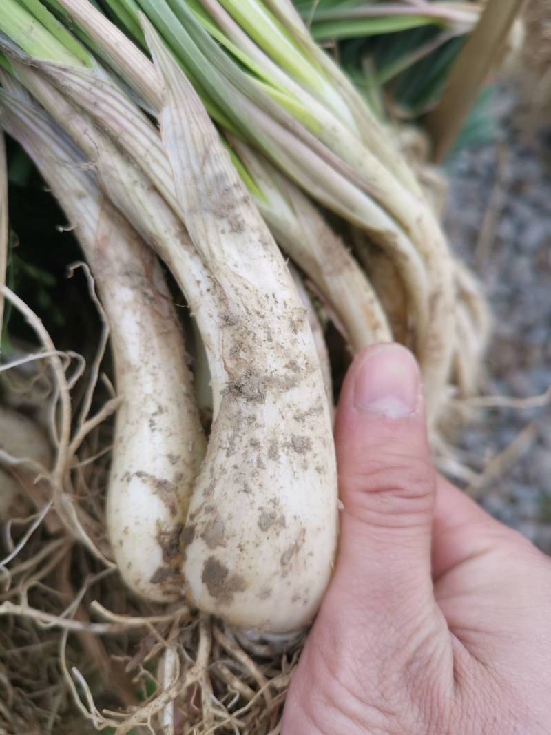 精品牛腿藠基地直供货源充足