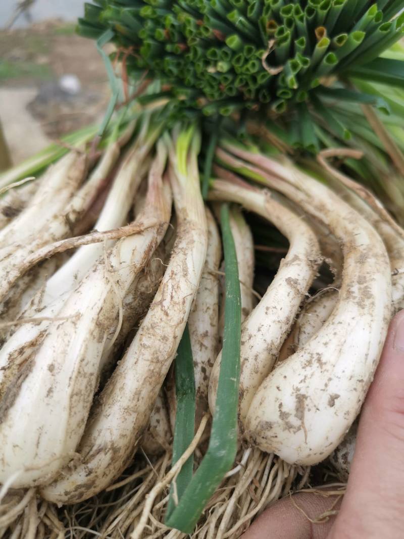 精品牛腿藠基地直供货源充足