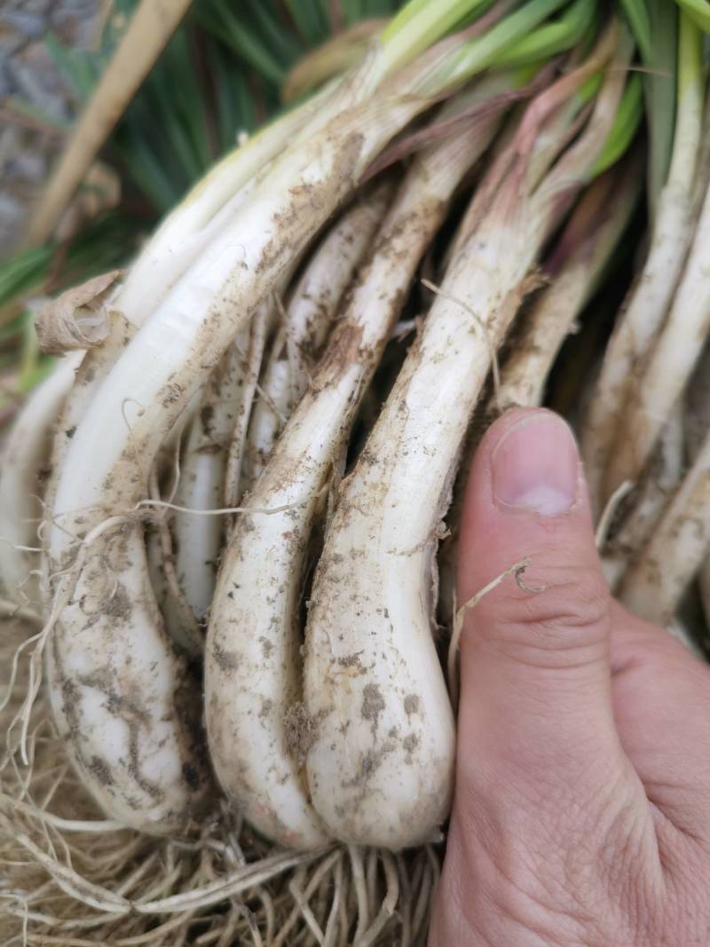 精品牛腿藠基地直供货源充足
