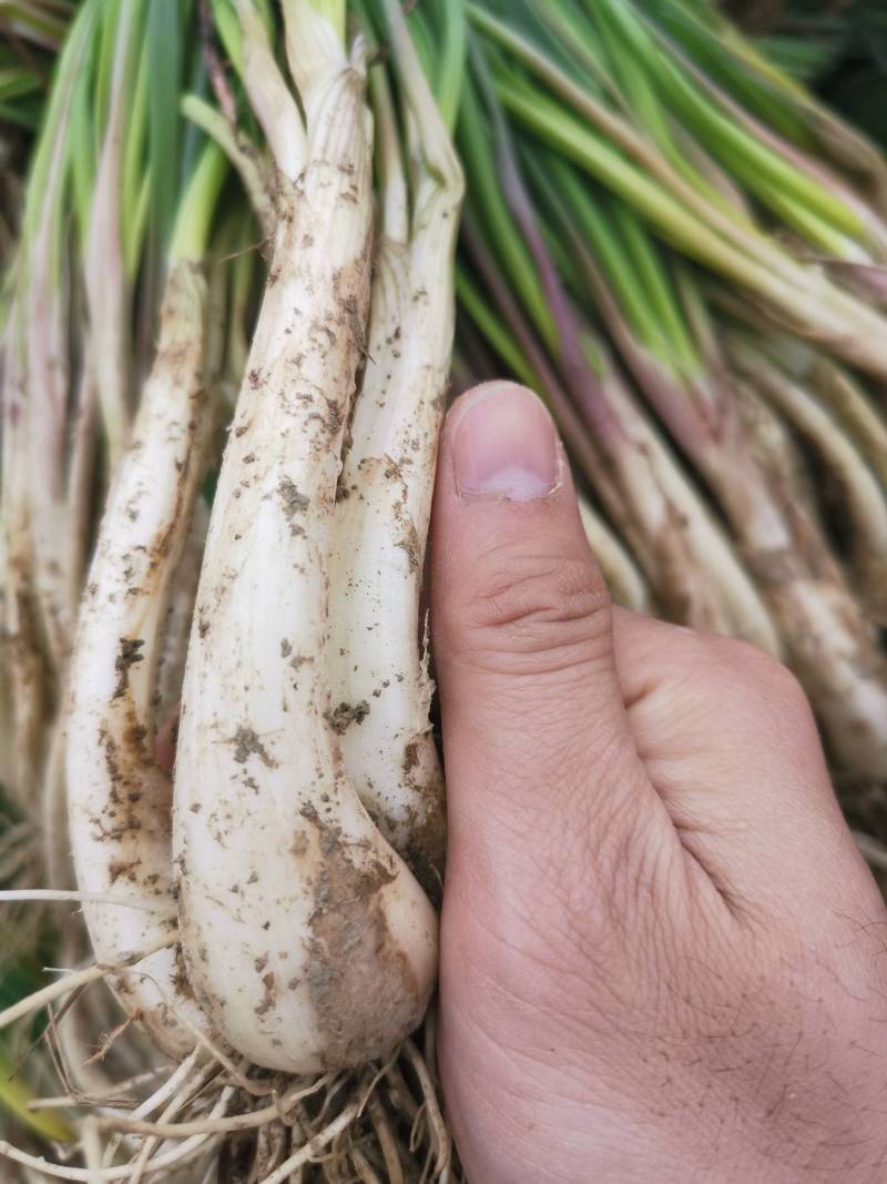 精品牛腿藠基地直供货源充足