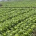 芥菜白菜都有几十亩喜欢的老板联系