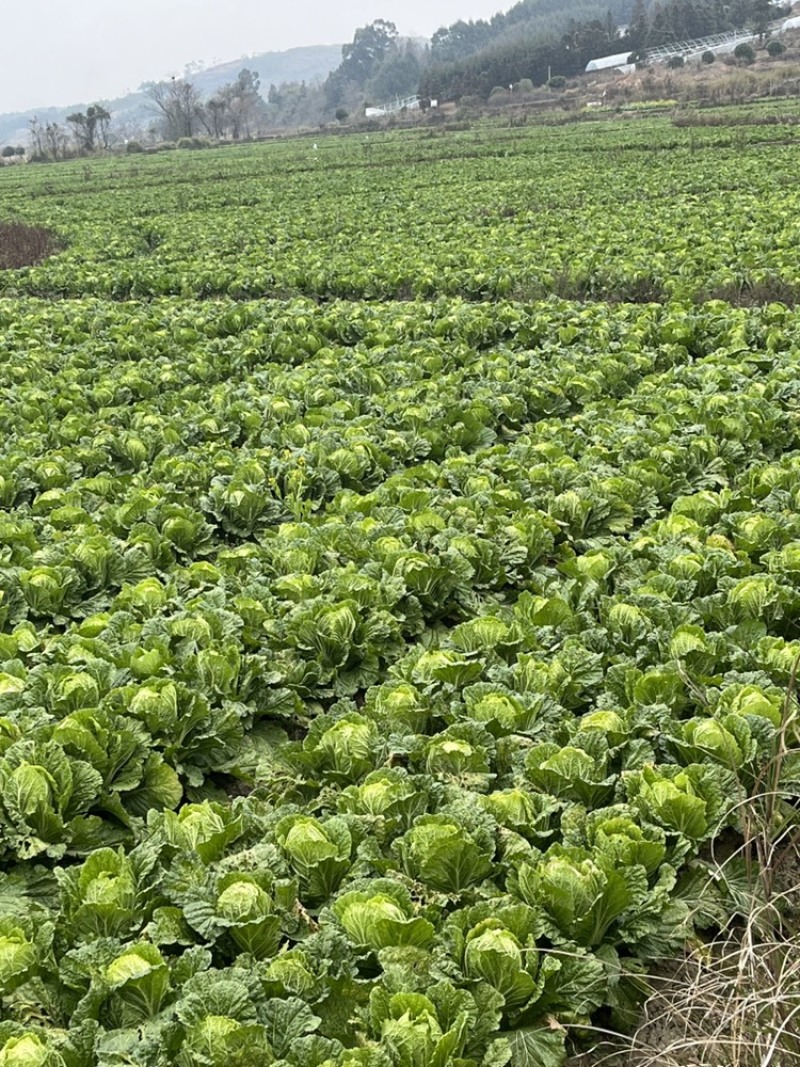 芥菜白菜都有几十亩喜欢的老板联系