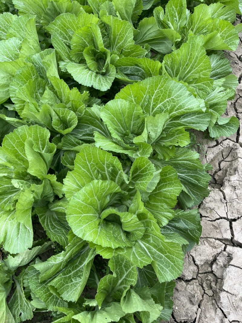 芥菜白菜都有几十亩喜欢的老板联系