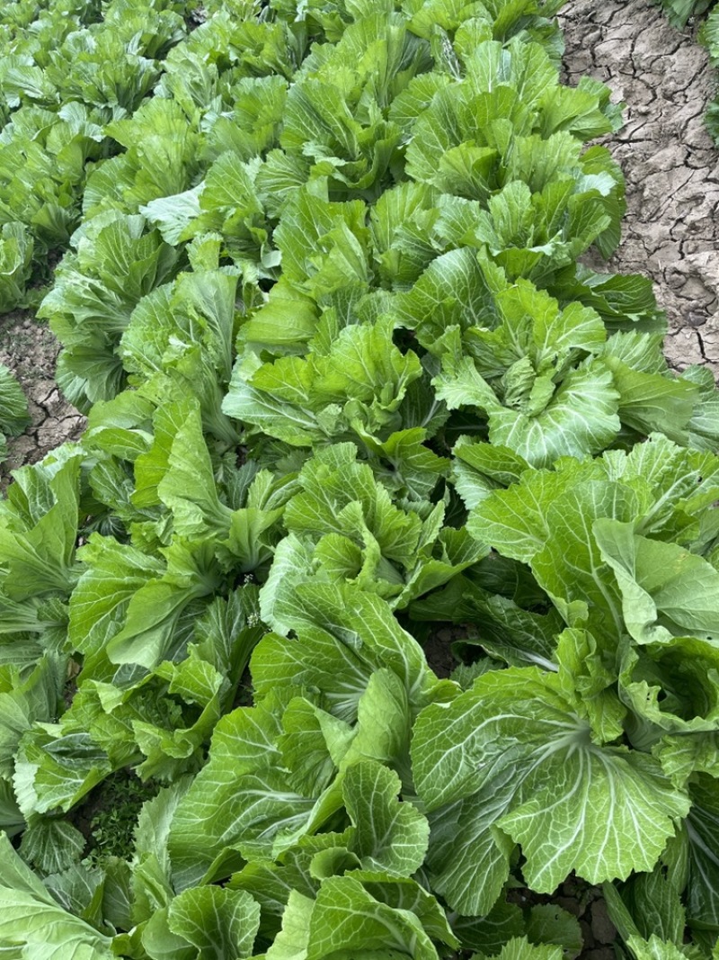 芥菜白菜都有几十亩喜欢的老板联系