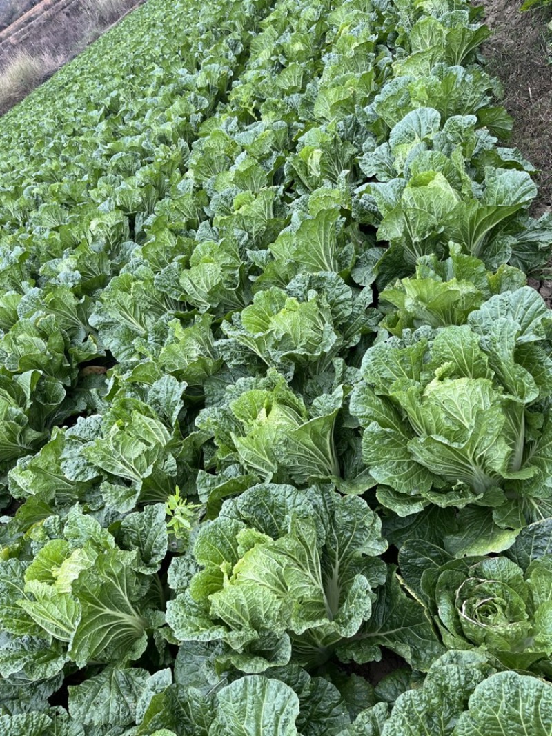 芥菜白菜都有几十亩喜欢的老板联系