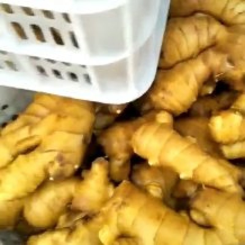 精品大黄姜小黄姜辛辣味美无断裂红成果蔬出售水洗生姜