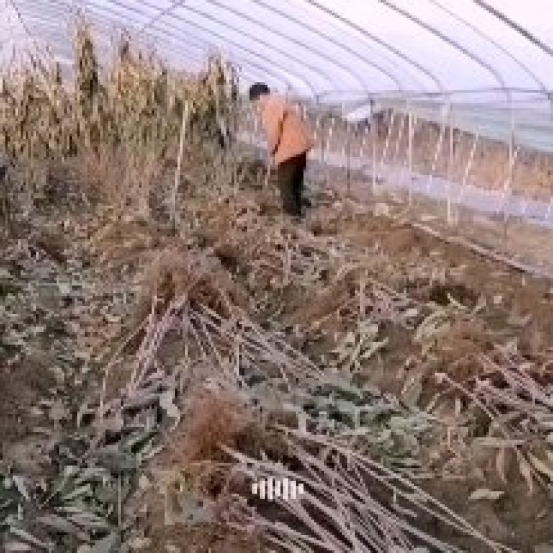 矮化樱桃苗，车厘子，根系发达完整，品种纯正齐全