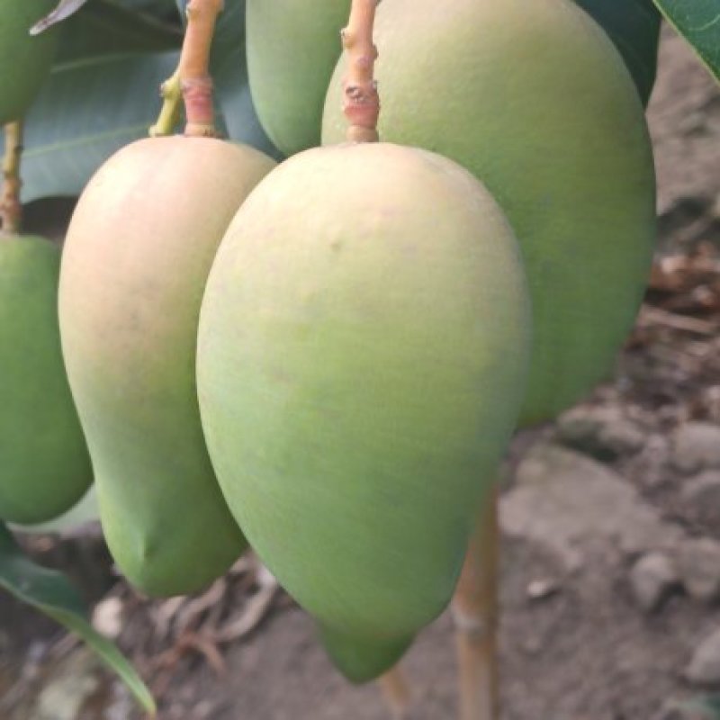 两广货小台芒