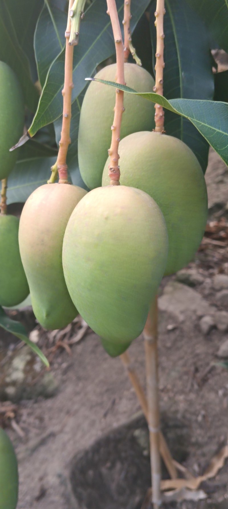 两广货小台芒