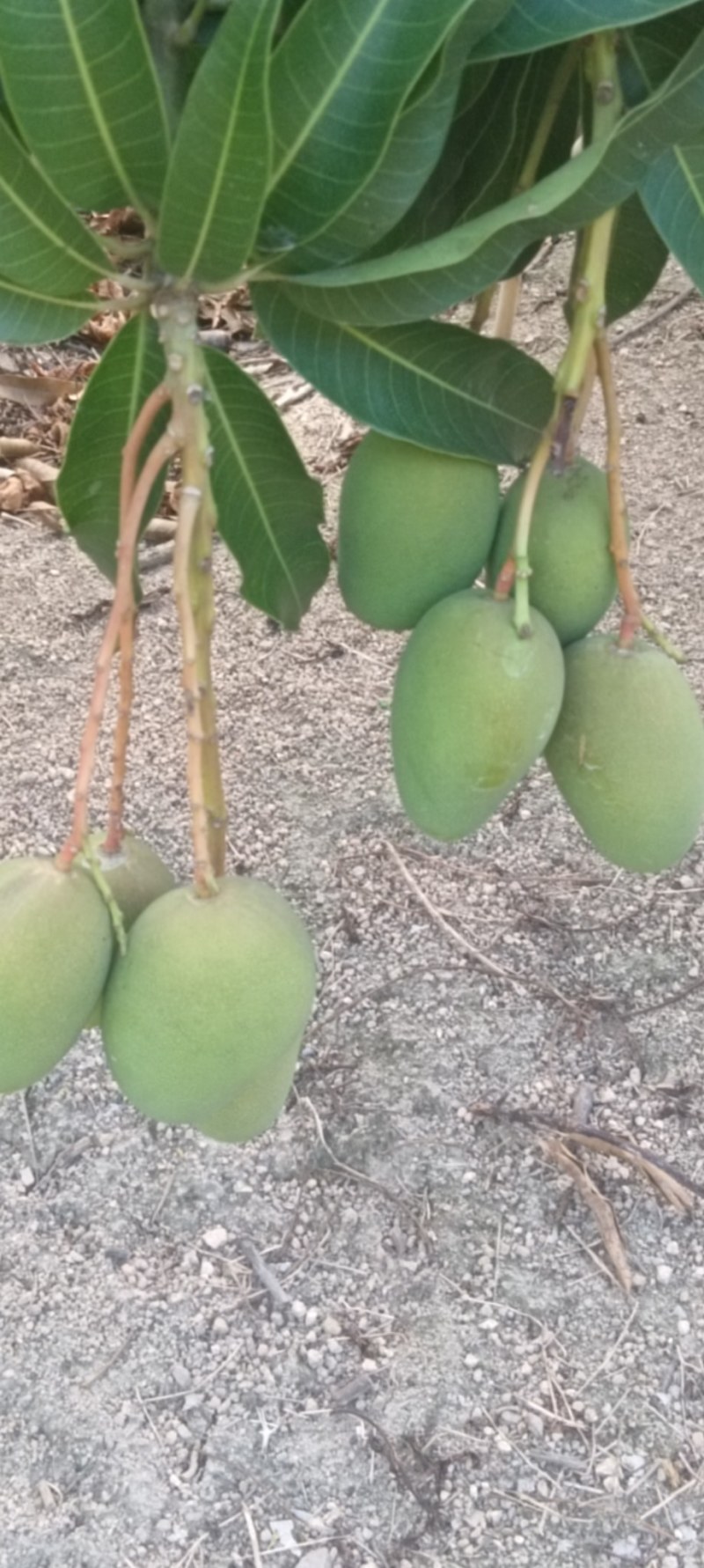 两广货小台芒