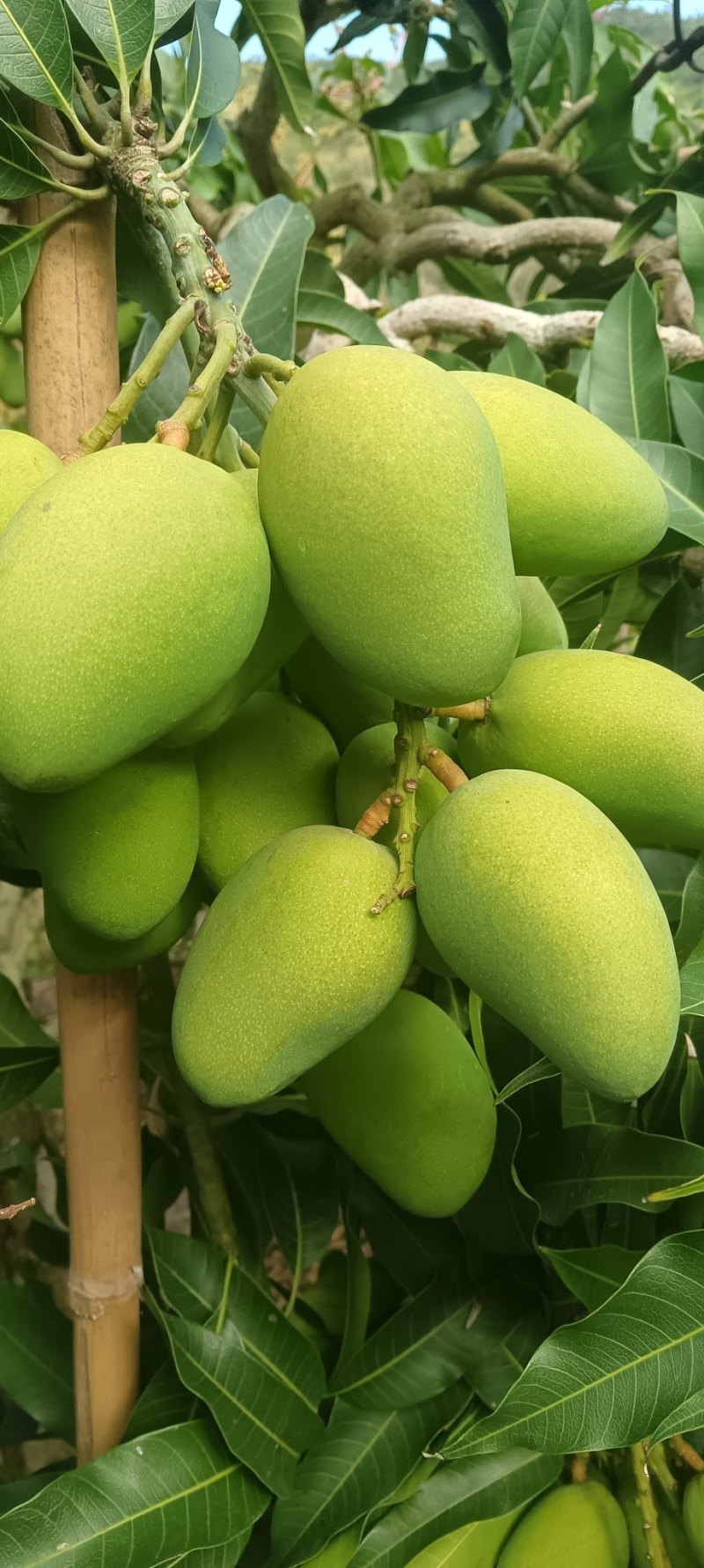 两广货小台芒
