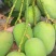 两广货小台芒