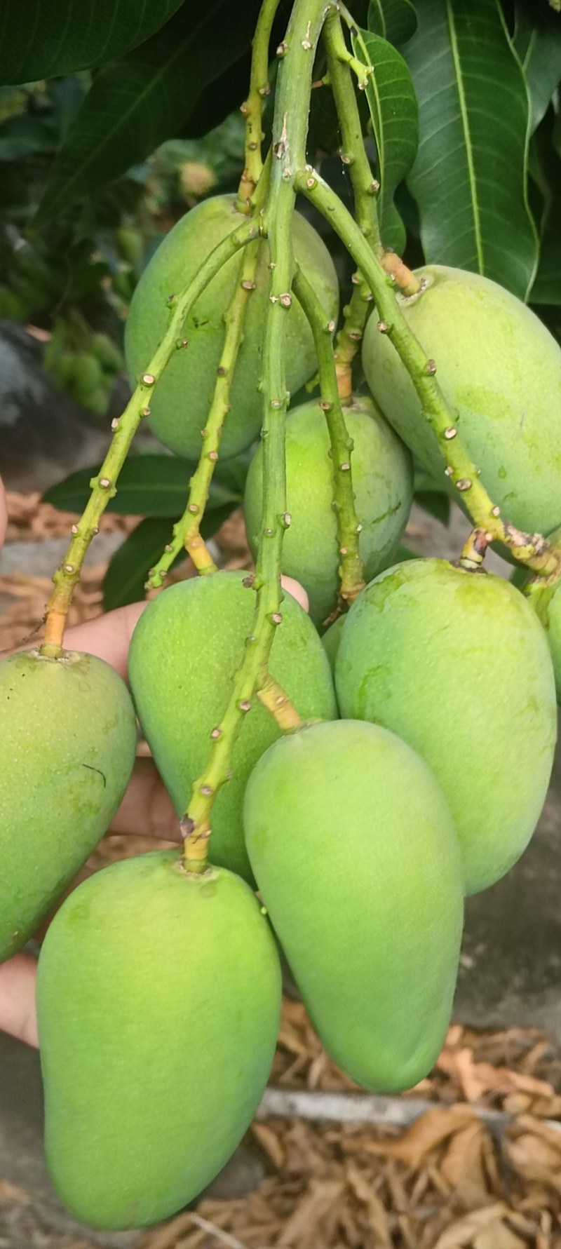 两广货小台芒