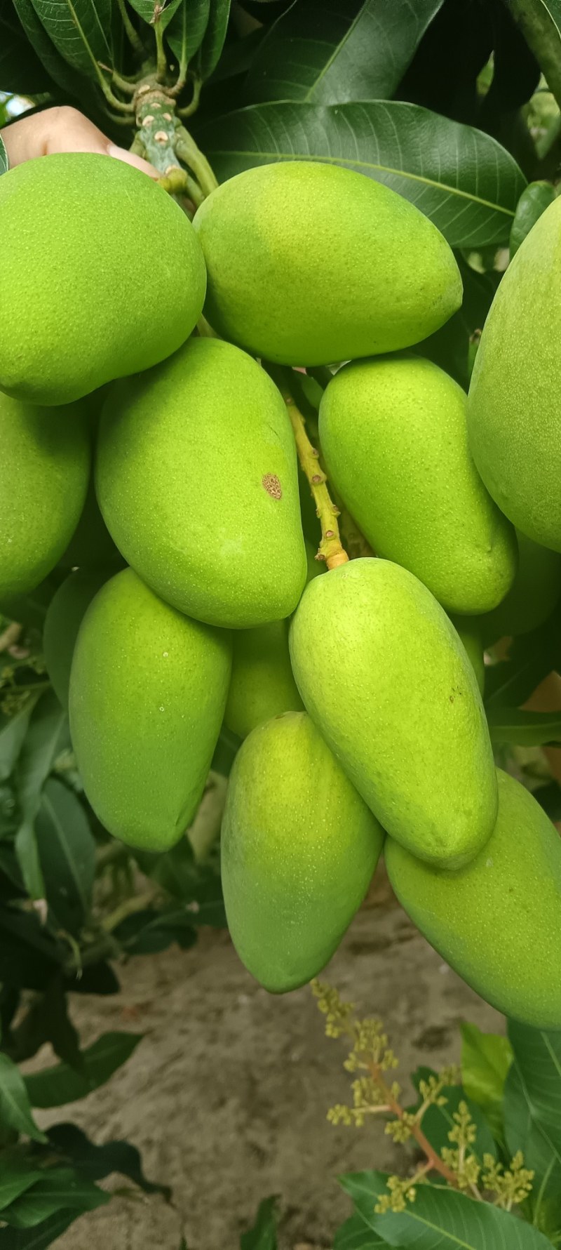 两广货小台芒